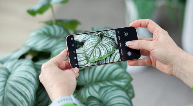 В Беларуси начались продажи флагманского смартфона Huawei Pura 80 с 5,5-кратным оптическим зумом