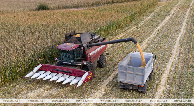 Свыше 10,1 млн тонн зерна с рапсом и кукурузой намолотили в Беларуси