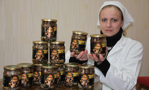 Районное потребительское общество заготовило 24 тонны опят