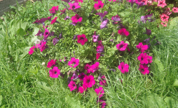 «Праздничный» сезон семьи Степовых