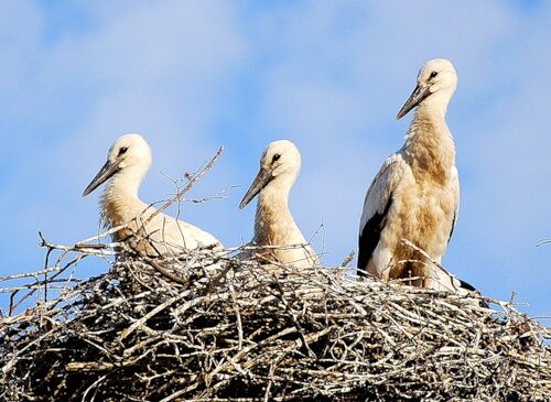 За погибших птенцов аиста мастер филиала «Водоканал» КУПП «Коммунальник» оштрафован на сумму свыше 2 миллионов