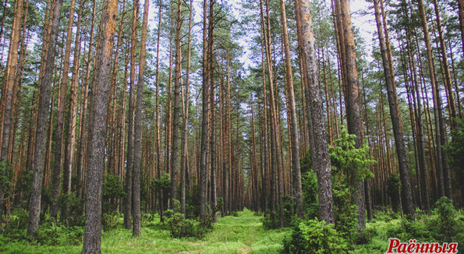 Да ўвагі арганізацый! Меры стымулявання суб’ектаў гаспадарання пры рэалізацыі прыродаахоўных мерапрыемстваў