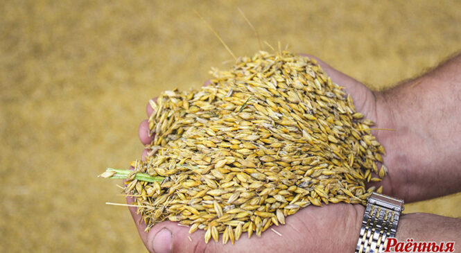 Украіна прагназуе ў 2022 годзе зніжэнне ўраджаю ў два разы