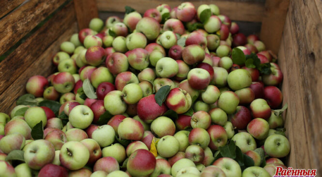 Лукашэнка даручыў дапамагчы сельгасвытворцам з рэгіёнаў у продажах сваёй прадукцыі ў Мінску