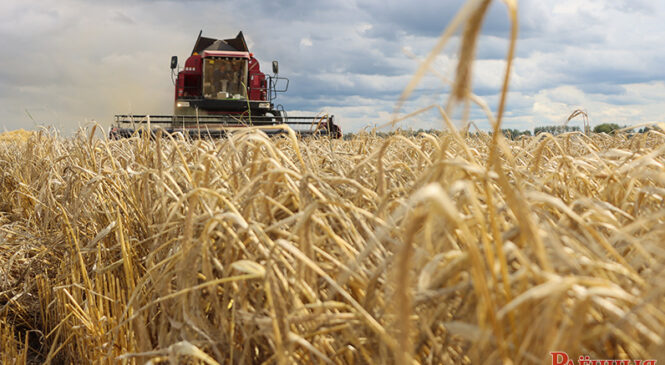 У Беларусі ў гэтым годзе плануюць сабраць амаль 10 млн т збожжа
