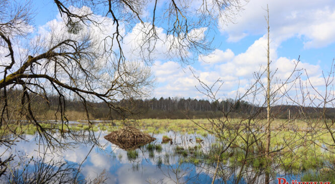 Па слядах аднаго пісьма: разбіраемся са станам дарогі да вёскі Ясень