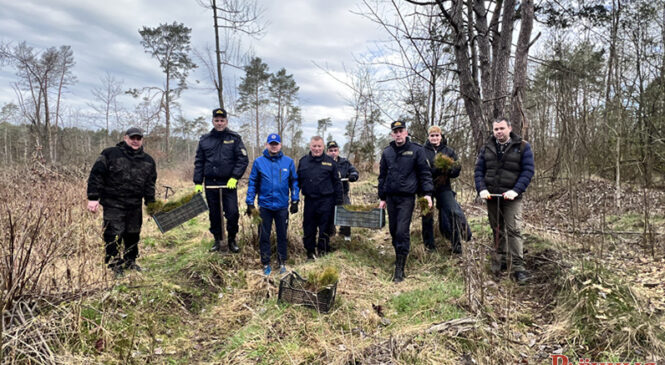 Супрацоўнікі Пружанскага раённага аддзела Следчага камітэта Рэспублікі Беларусь прынялі актыўны ўдзел у акцыі «Тыдзень лесу»