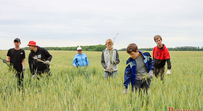 Фотафакт. Студэнцкі атрад з вучняў мясцовай школы шчыруе ў ААТ «Ружаны-Агра»