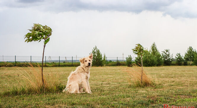Вось гэты пухнаты «бландзін» шукае сваіх гаспадароў