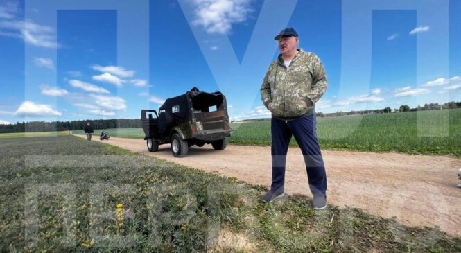 Лукашэнка праінспектаваў эксперыментальныя палі на малой радзіме