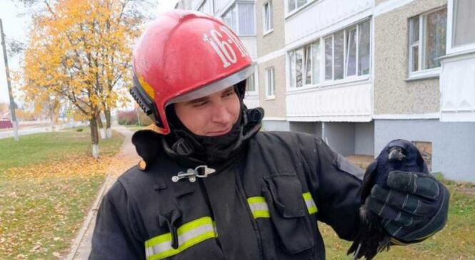 У Пружанах выратавальнікі дапамаглі птушцы, якая заблыталася ў галінах дрэва