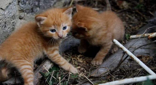 Выбросили питомца на улицу — готовьтесь к штрафу до 1350 рублей