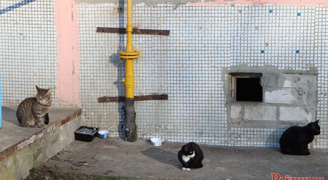 Когда приручают, но … не отвечают