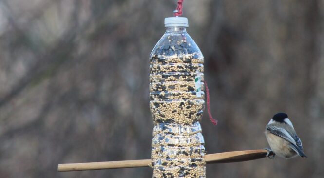 «Поддержим птиц!»