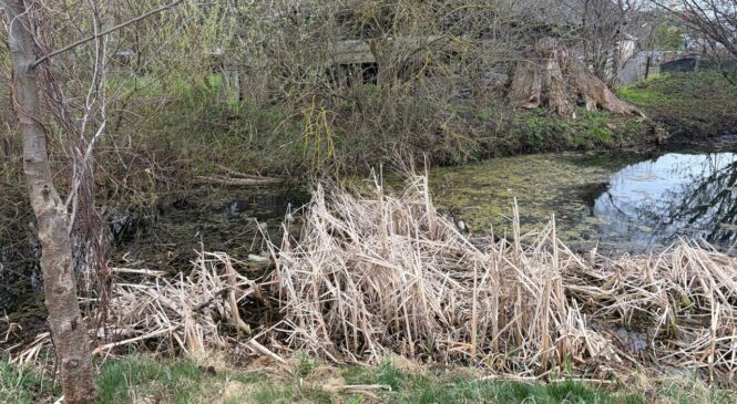 Сточная канава или водная артерия?